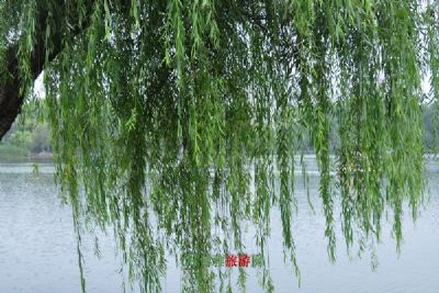 阿巴嘎旗旅游景点大全